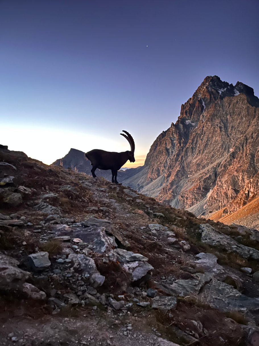 Monviso Alpensteinbock steht auf einem felsigen Hang mit majestätischem Berg im Hintergrund.