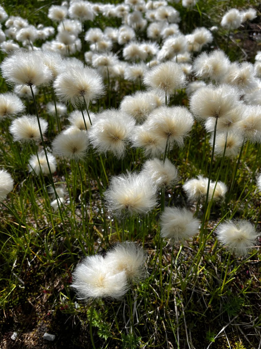 Weißes Wollgras in blühendem Zustand auf grünem, bewachsenem Boden.